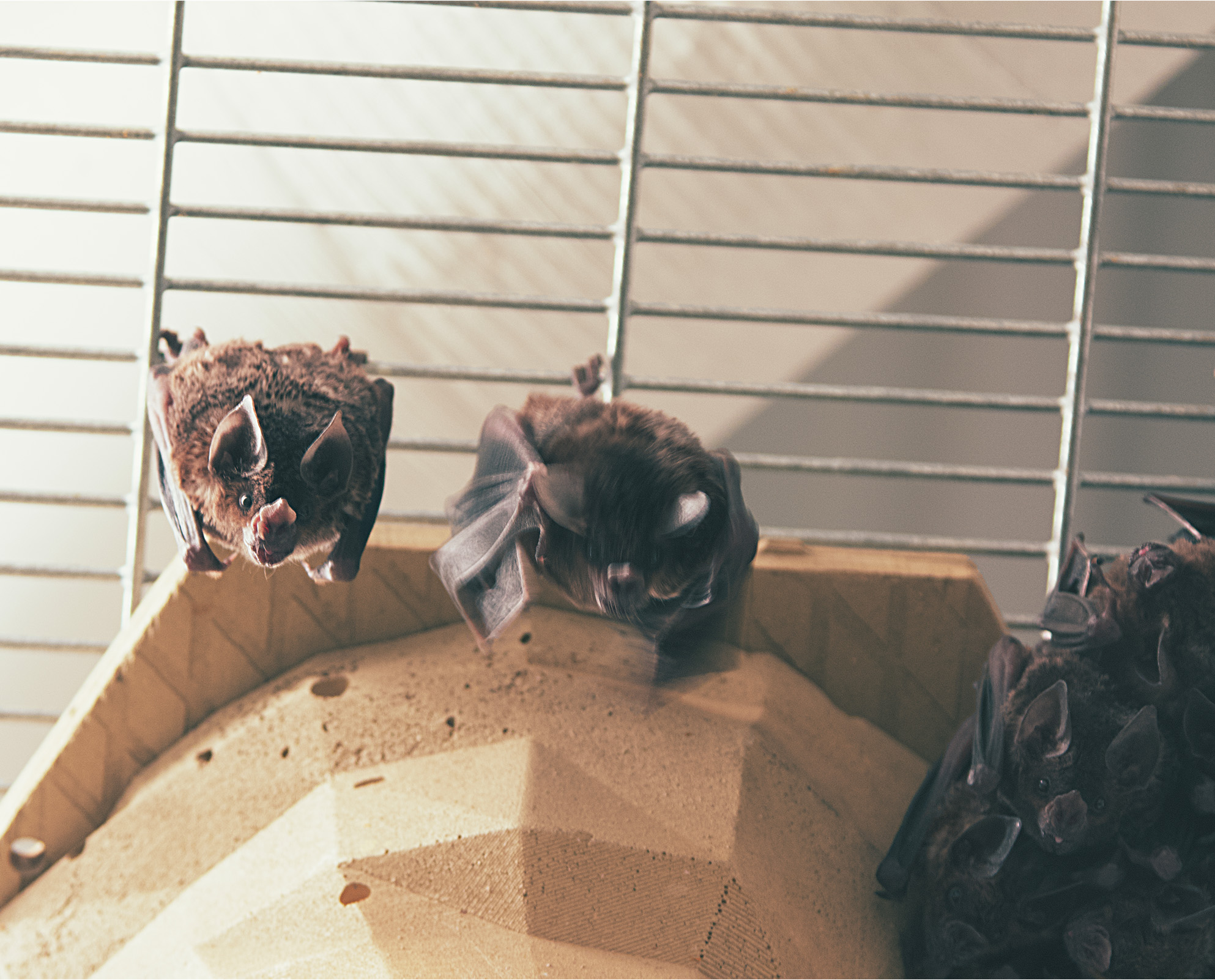 Bats hanging inside a cage