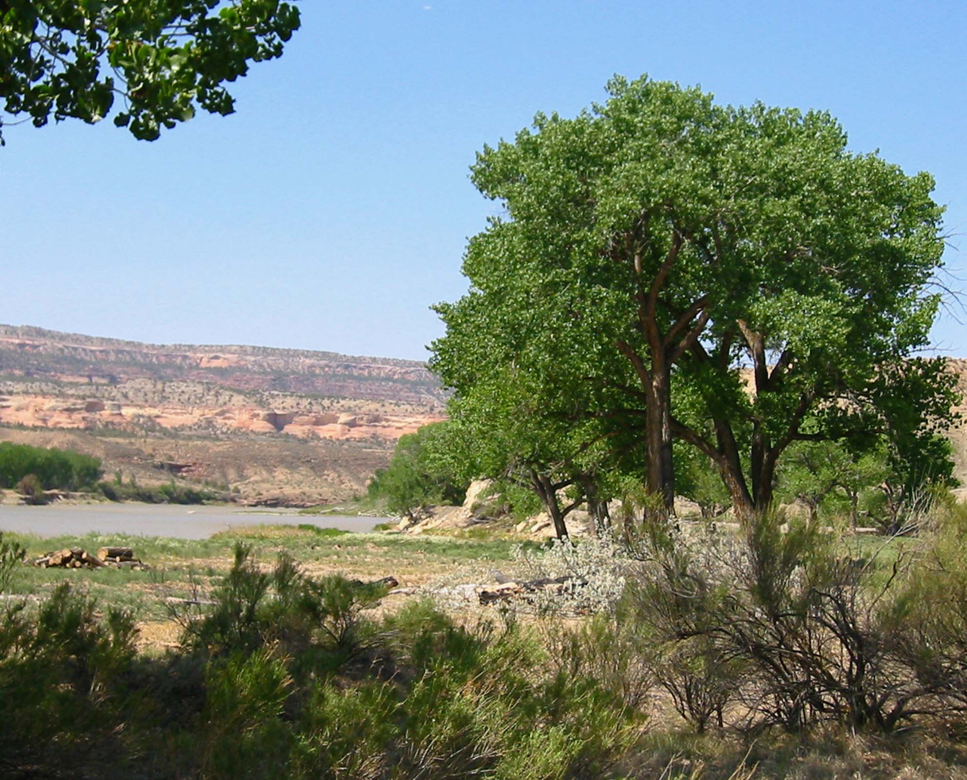 former tamarisk habitat