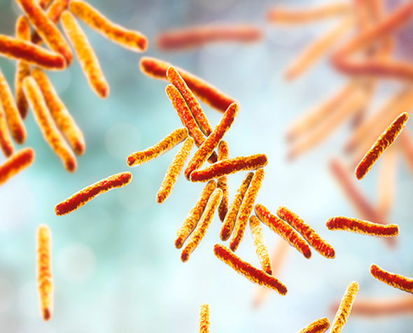 Tuberculosis bacteria