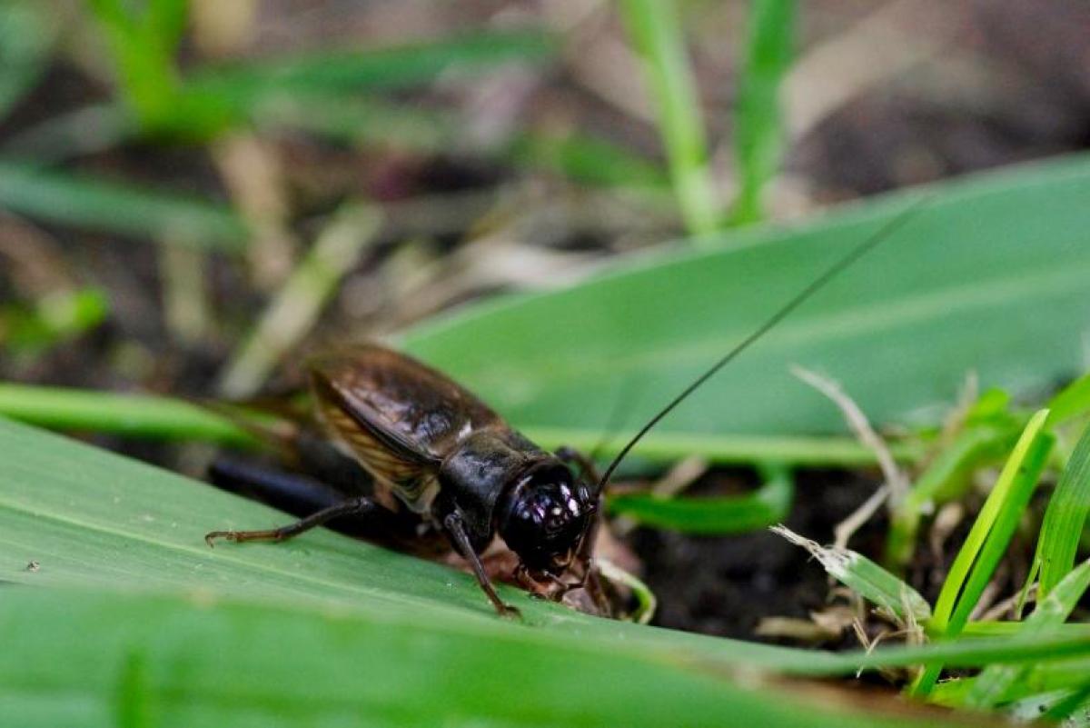 crickets on leaf