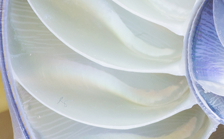 fibonacci shell