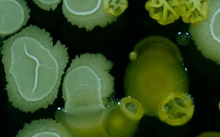 cells under microscope