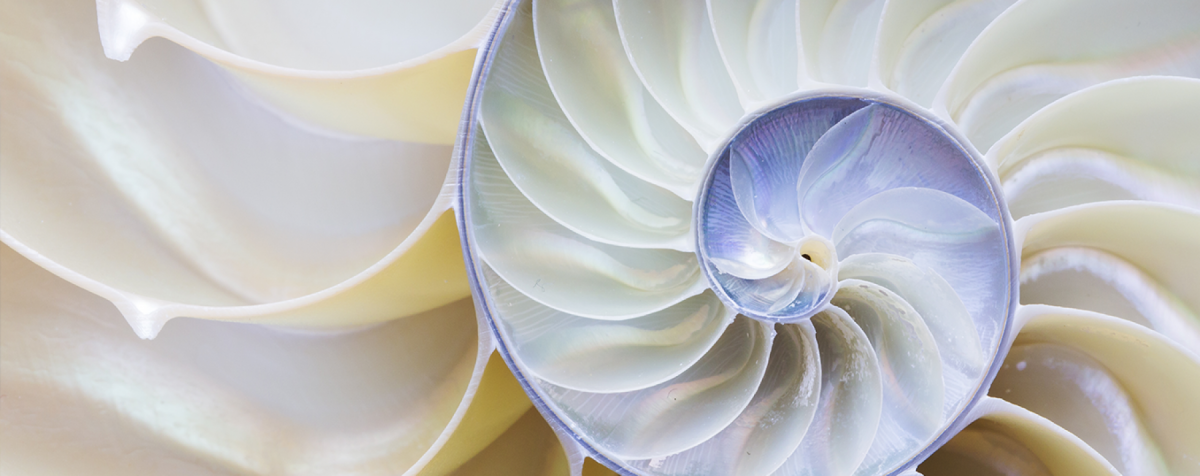 nautilus shell