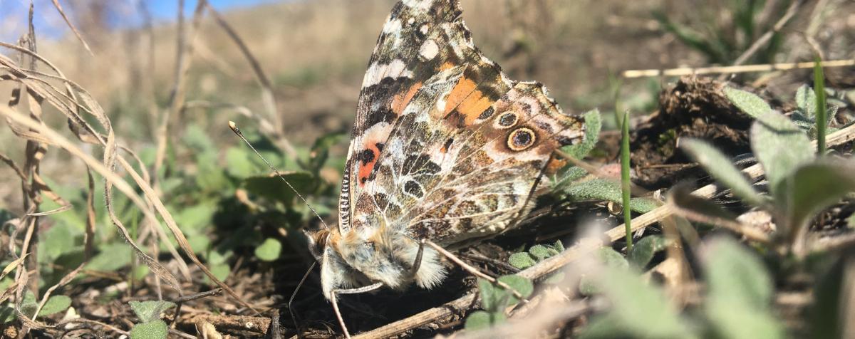 Butterfly on plants