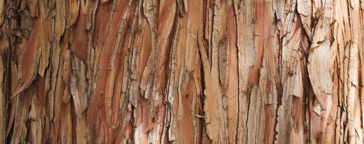 Cypress tree bark